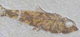 Two Fossil Fish (Knightia) - Wyoming #59812-1